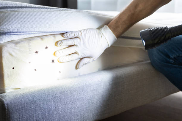 Best Best Pest Control Companies  in Falmouth, KY